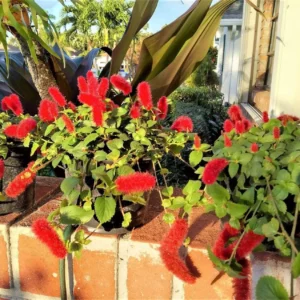 A brick planter with red flowers in it.