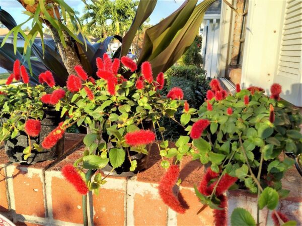 A brick planter with red flowers in it.