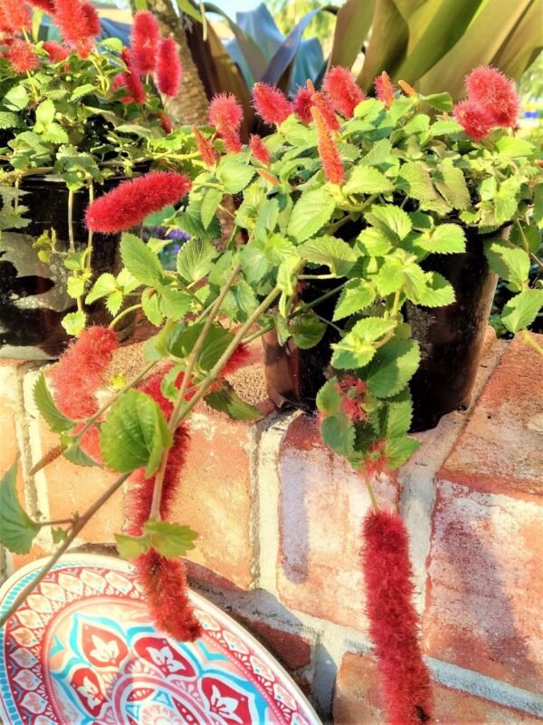 A brick wall with some plants in it