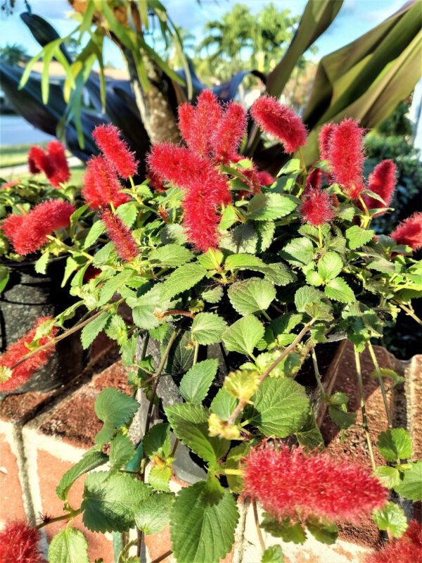A close up of some red flowers in a pot
