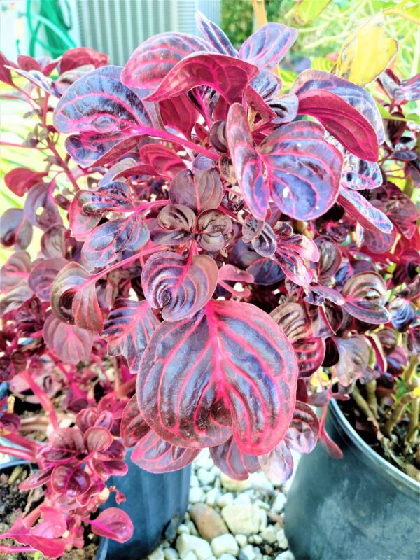 A close up of the leaves on a plant