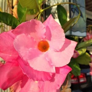 A pink flower with orange center and green leaves.