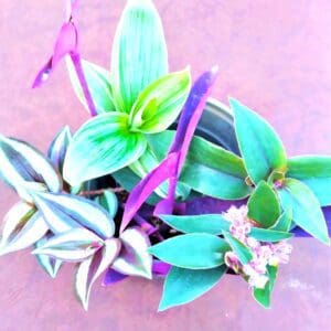 A purple and green plant in a pot