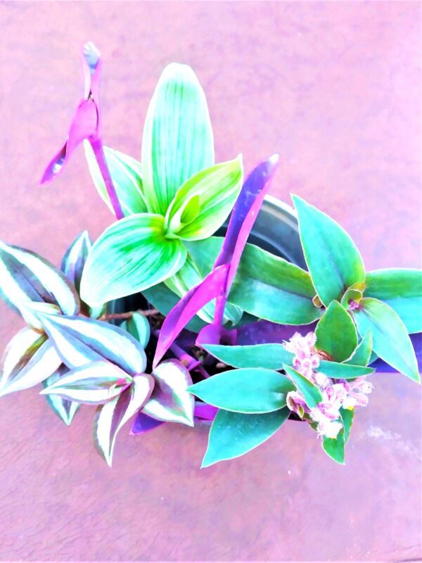 A purple and green plant in a pot