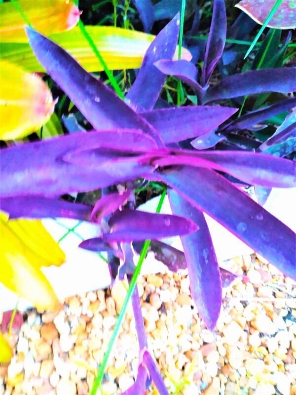 A close up of some purple flowers in the dirt