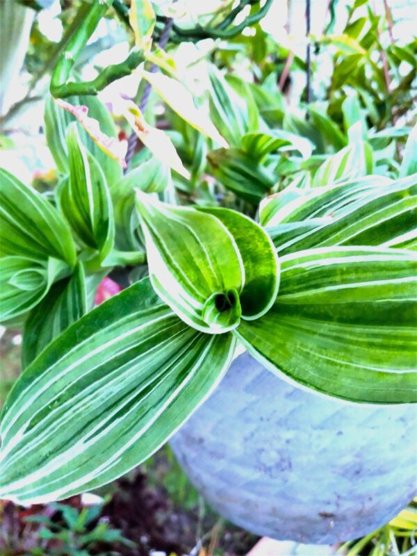 A close up of the leaves on a plant