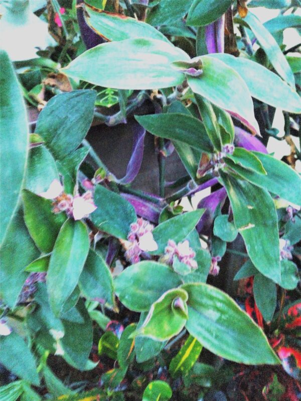 A close up of some green leaves and pink flowers