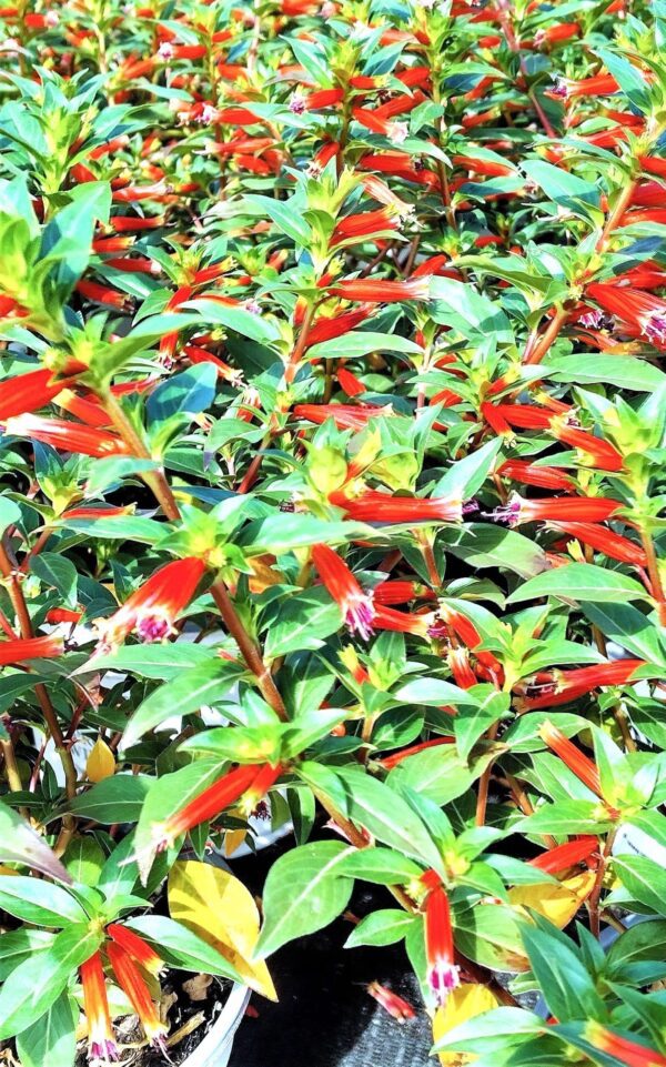 A close up of some red and green plants
