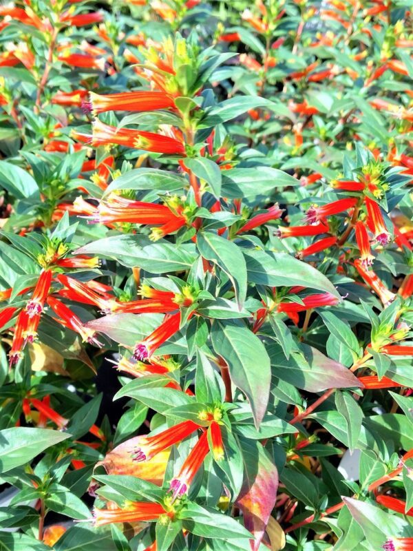 A close up of some green and red plants
