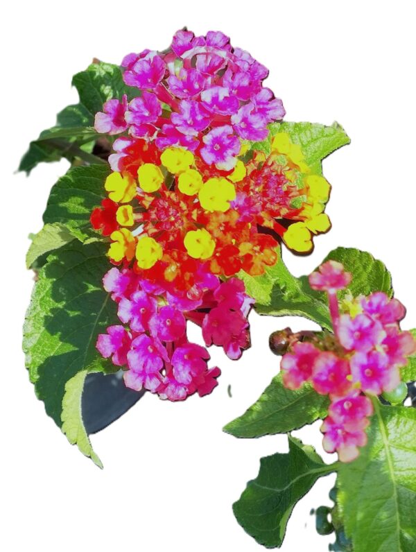 A painting of flowers with pink and yellow petals.