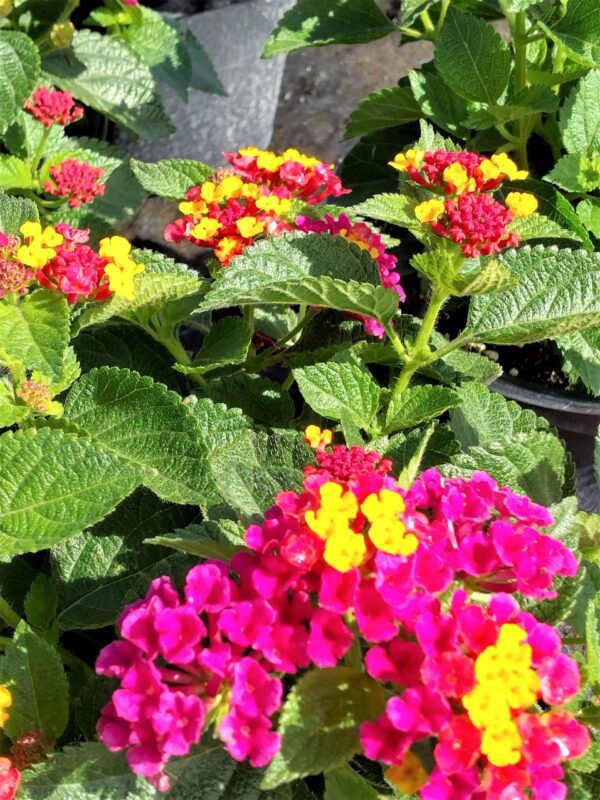 A close up of some flowers with green leaves