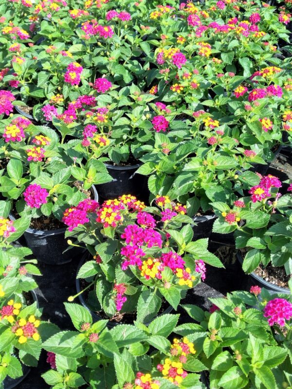 A lot of flowers that are in the ground.