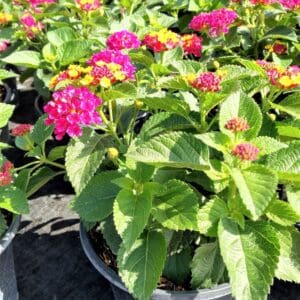 A close up of some flowers in a pot