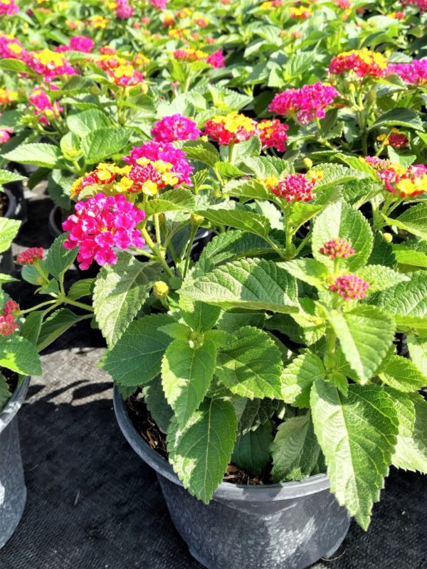 A close up of some flowers in a pot