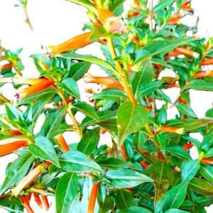A close up of the leaves on a plant