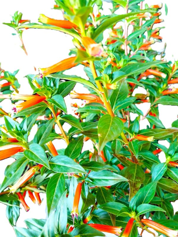 A close up of the leaves on a plant