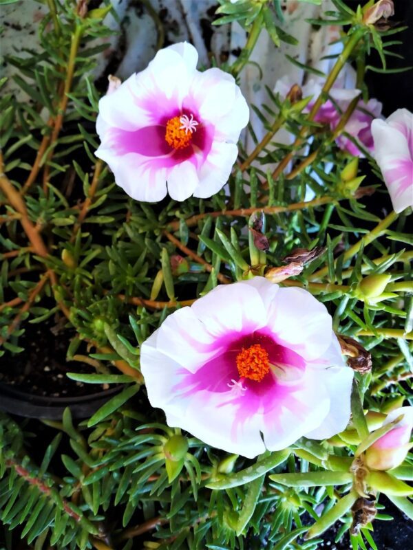 A close up of some flowers in the grass