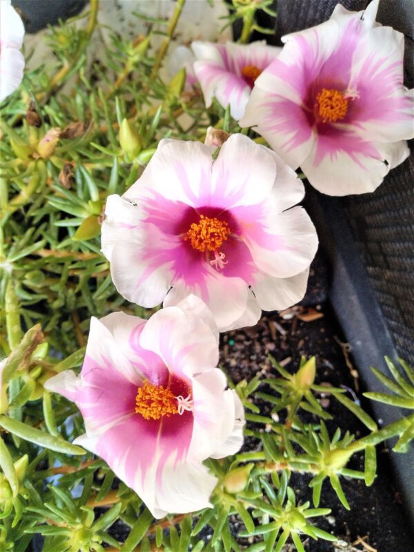 Three pink flowers are growing in a garden.