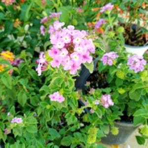 A close up of some pink flowers in a garden