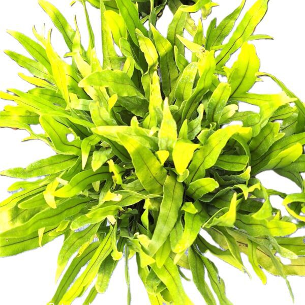 A close up of the top of a plant