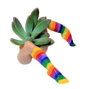 A plant with rainbow socks on it