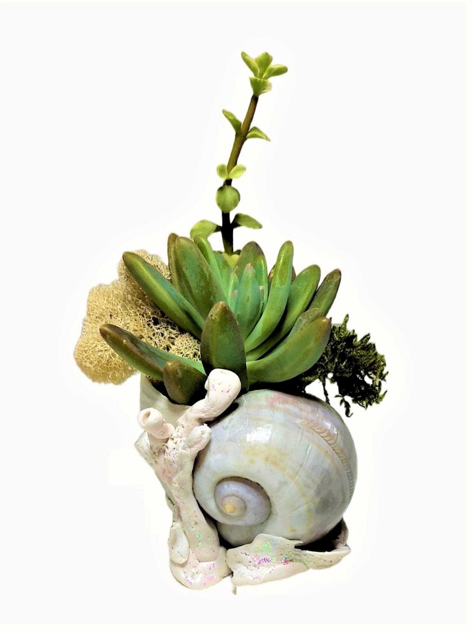 A shell with plants in it is sitting on top of the table.