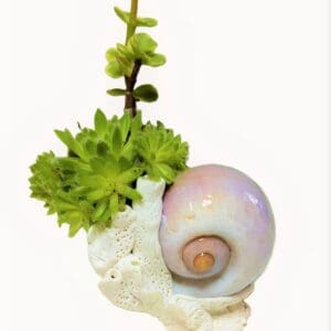 A snail shell with plants in it