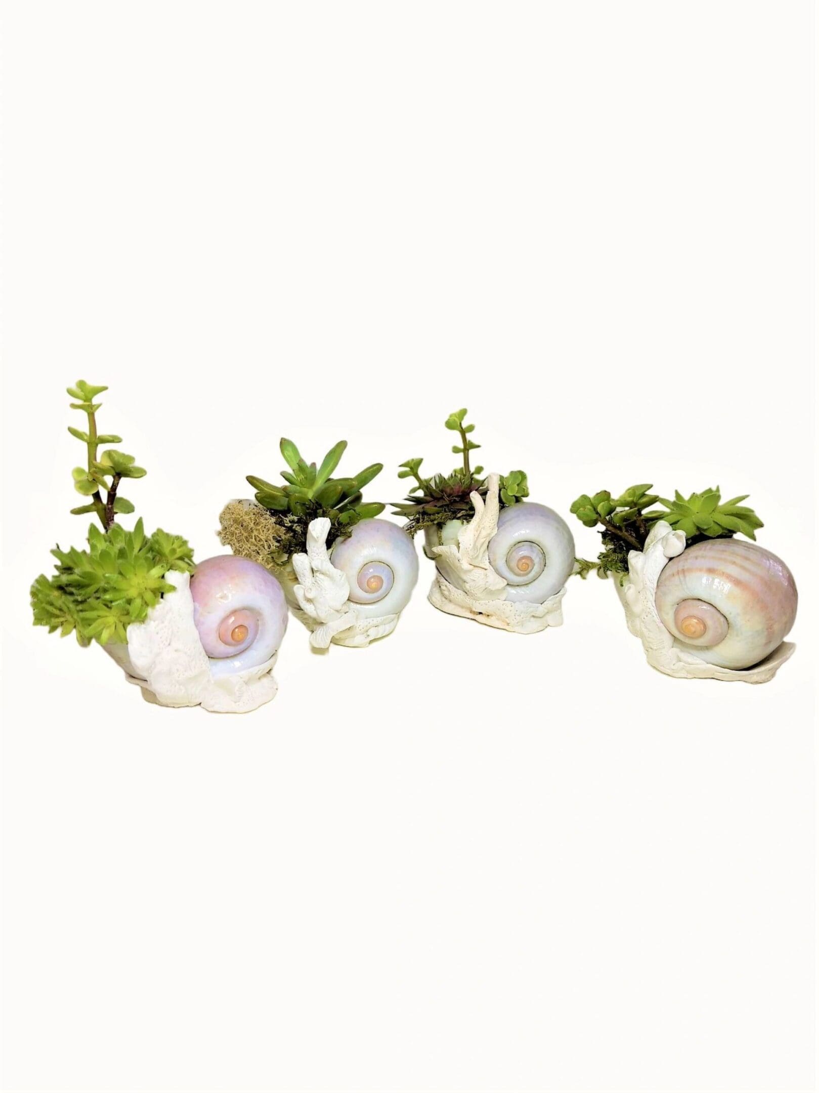 A group of four snails with plants in them.