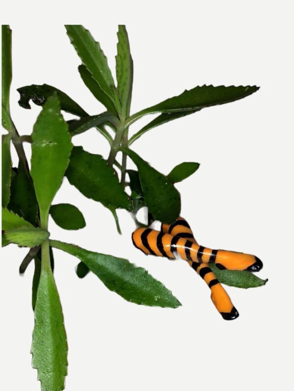 A caterpillar is hanging from the leaves of a plant.