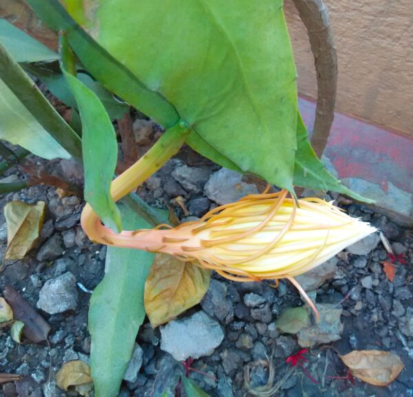 A plant that is growing in the ground.