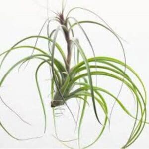 A plant that is in a glass vase.