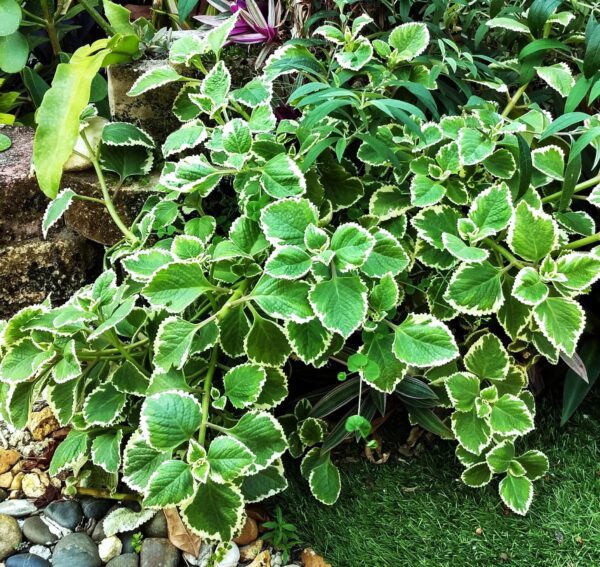 A close up of some green plants in the dirt