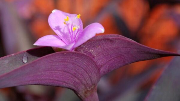 A purple flower with yellow stamen and leaves.