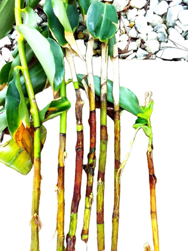 A close up of some sticks with leaves on them