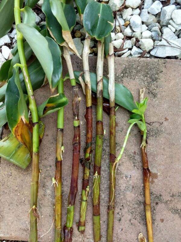 A bunch of sticks that are on the ground