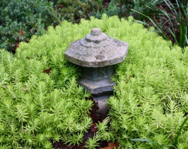 A stone lantern in the middle of some green plants.