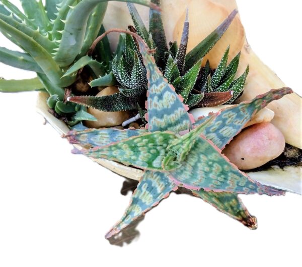A close up of some plants in a bowl