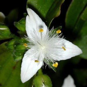 A white flower with yellow stamen and green leaves.