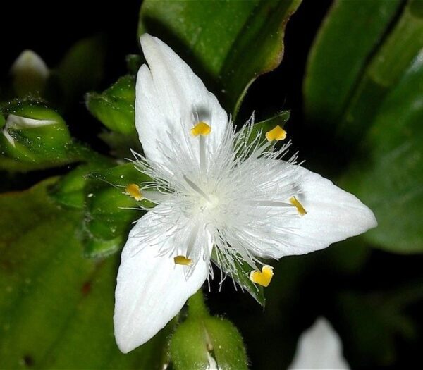 A white flower with yellow stamen and green leaves.