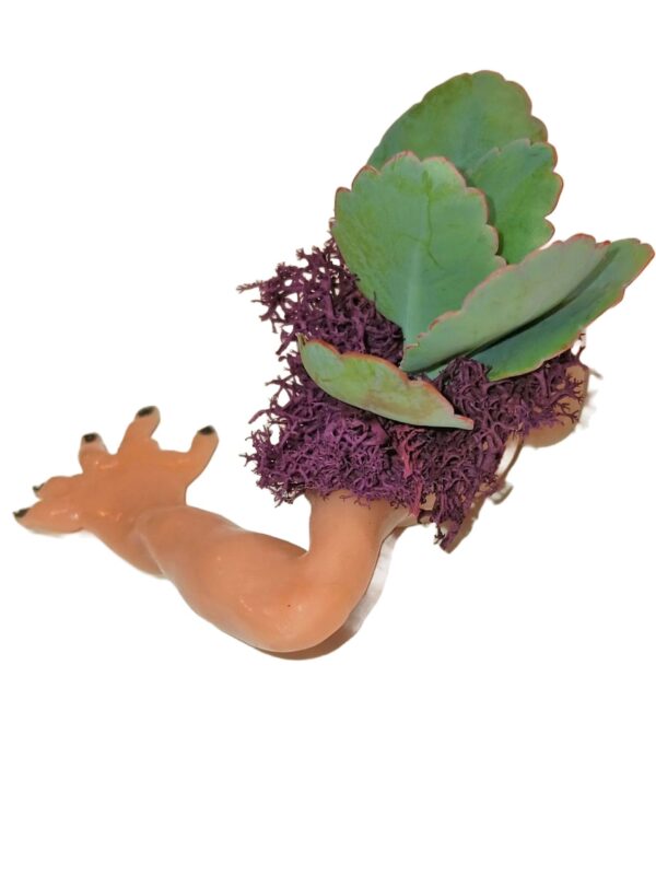 A plant that is growing from the ground.