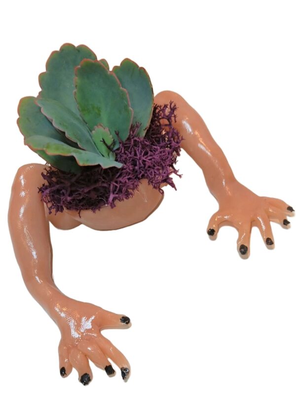 A plant in the shape of an arm and leg.