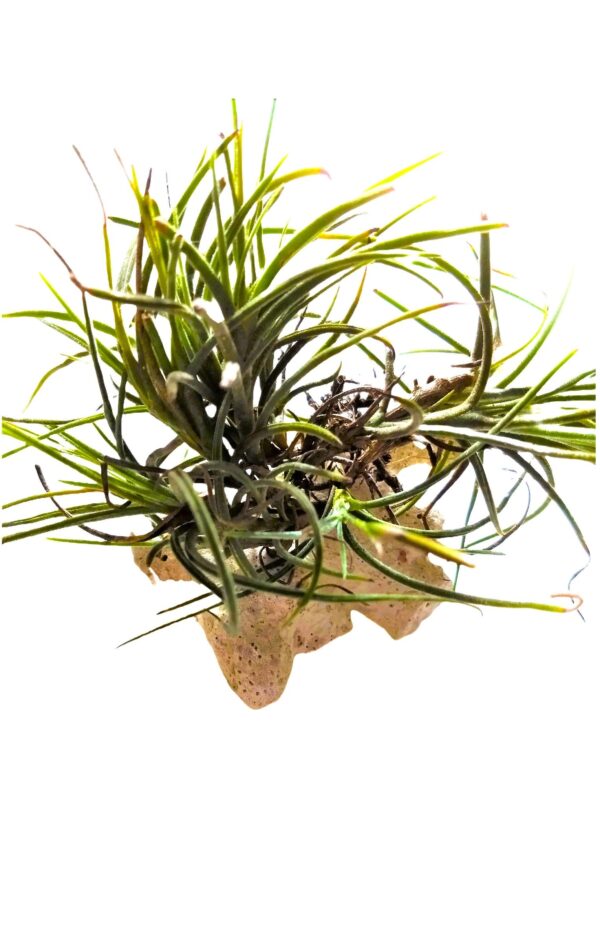 A plant that is growing in the ground.