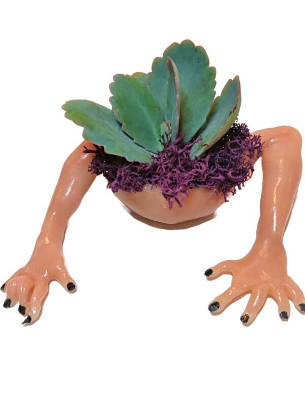 A plant in the shape of an animal 's legs.