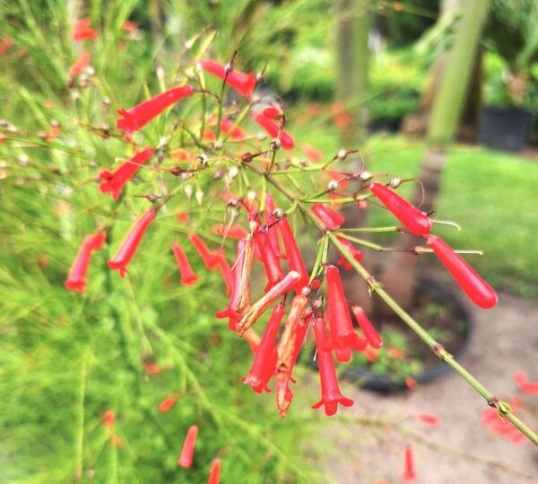 A close up of red flowers in the grass.