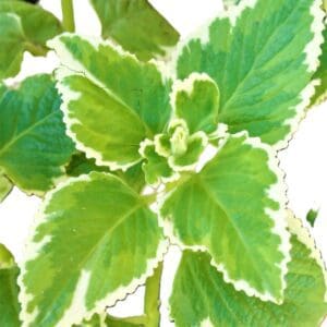A close up of the leaves on a plant