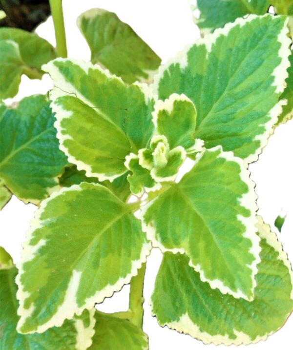A close up of the leaves on a plant
