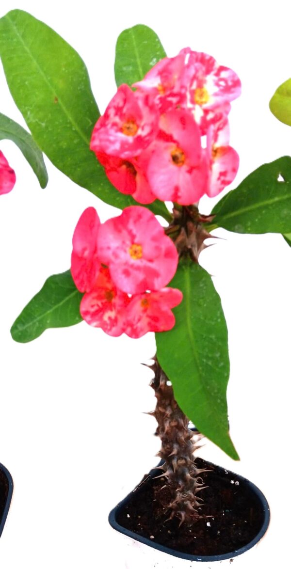 A close up of some pink flowers with green leaves