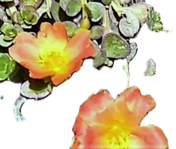 Two flowers are shown next to a plant.