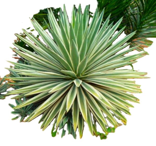 A plant with green leaves is shown in this picture.