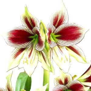 A close up of the flowers of an exotic plant